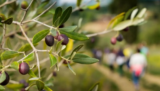 “L’oliveto dei bambini", a Chiusanico il progetto per i più piccoli dedicato all'olio “L’oliveto dei bambini", a Chiusanico il progetto per i più piccoli dedicato all'olio