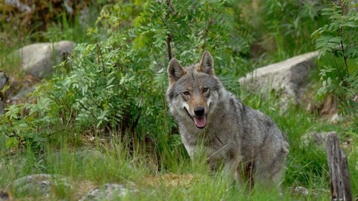 Allevamenti e aziende agricole sotto attacco per l’invasione di lupi, Coldiretti invoca un piano di difesa Allevamenti e aziende agricole sotto attacco per l’invasione di lupi, Coldiretti invoca un piano di difesa
