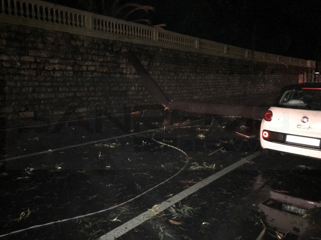 Ospedaletti: crolla un albero sull'Aurelia in corso Regina Margherita, strada bloccata (Foto) Ospedaletti: crolla un albero sull'Aurelia in corso Regina Margherita, strada bloccata (Foto)