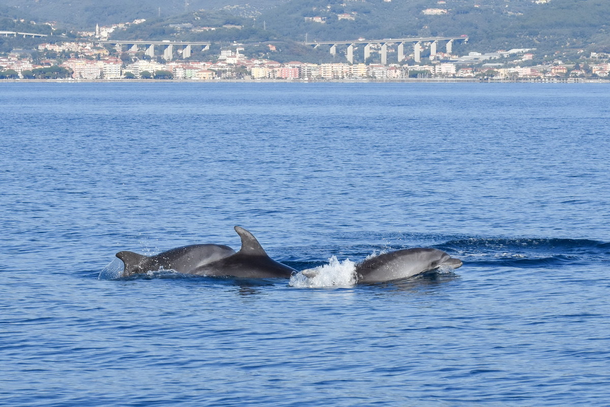 Un anno record di avvistamenti e il mar Ligure si riconferma la culla dei cetacei