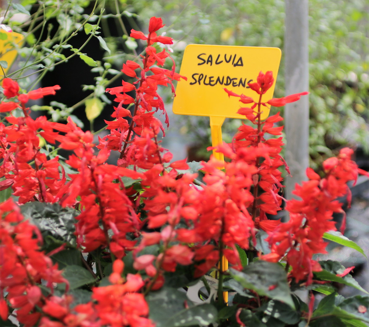 “Fiori a tavola, un business in espansione?” Il 2 maggio diretta de ‘La Forza della Natura’ in collaborazione con Hortives Milano