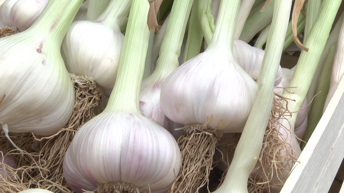 Aglio di Vessalico, una grande eccellenza del Ponente ligure indispensabile in cucina e nelle preparazioni gourmet