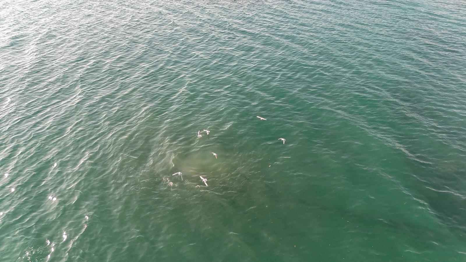 Fogna in mare a Diano Marina, proteste dell’opposizione – Lavocediimperia.it Fogna in mare a Diano Marina, proteste dell’opposizione – Lavocediimperia.it
