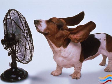 Aumentano le temperature: per ora picco massimo a Diano con 37 gradi, emesso l'avviso per disagio fisiologico da caldo Aumentano le temperature: per ora picco massimo a Diano con 37 gradi, emesso l'avviso per disagio fisiologico da caldo