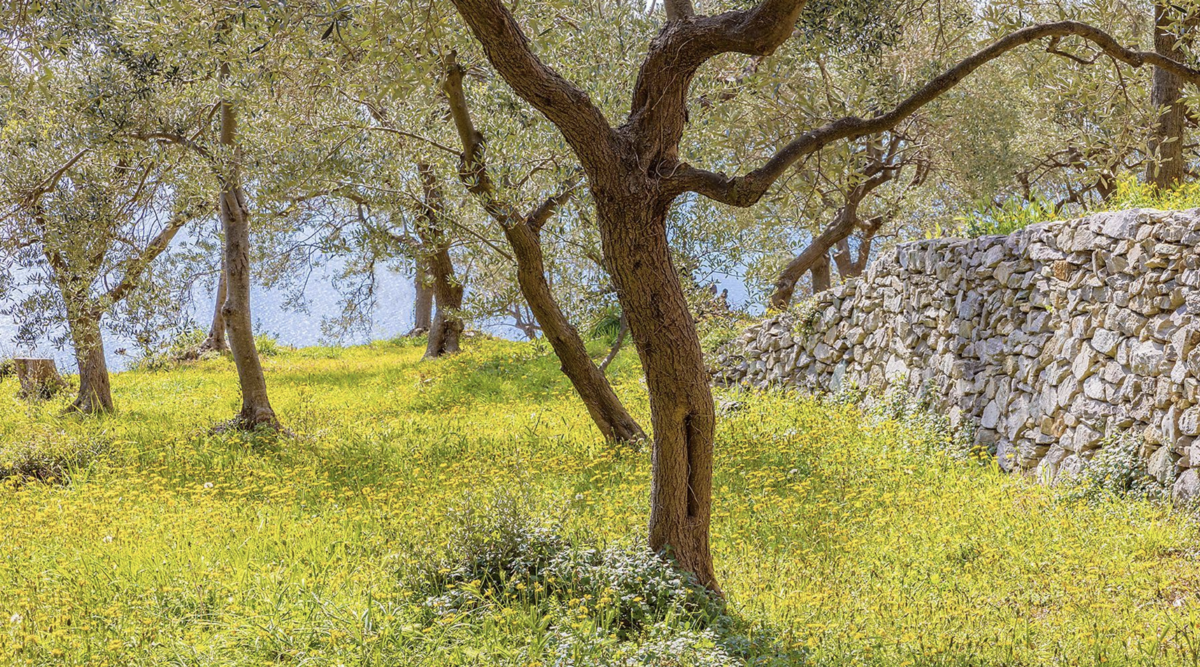 Sviluppo rurale nell'Imperiese,  Regione Liguria stanzia  2,5 milioni al GAL Riviera dei Fiori