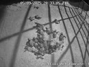 Caretta, caretta, la schiusa delle tartarughe marine. A Imperia  prosegue il presidio al nido (video)