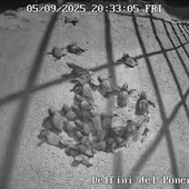 Caretta, caretta, la schiusa delle tartarughe marine. A Imperia prosegue il presidio al nido (video) Caretta, caretta, la schiusa delle tartarughe marine. A Imperia prosegue il presidio al nido (video)