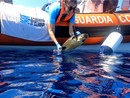 Waszp, la tartaruga salvata al largo di Imperia torna libera nel suo mare