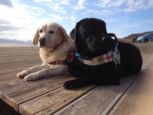 E’ morta Penelope, il labrador rimasta cieca come il suo padrone E’ morta Penelope, il labrador rimasta cieca come il suo padrone