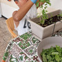 Dal seme al mortaio, il pesto genovese come percorso riabilitativo e terapeutico dei ragazzi dell’Isah di Imperia