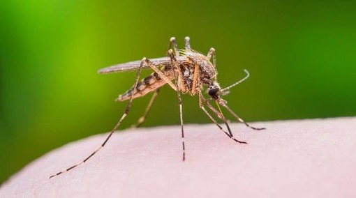Come difendersi dalle zanzare?