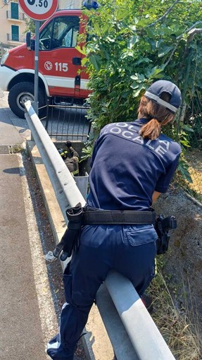 Diano Marina, cane disperso salvato dopo due giorni: era intrappolato in un condotto di scolo Diano Marina, cane disperso salvato dopo due giorni: era intrappolato in un condotto di scolo