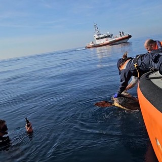 Dal ritrovamento al largo di Imperia al ritorno in mare: Thalassa, la tartaruga Caretta caretta, torna libera