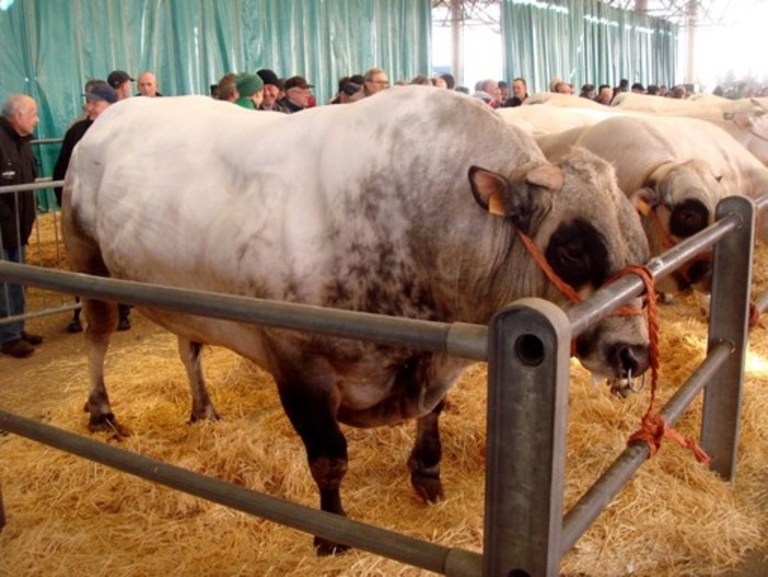 Bovini di Razza Piemontese Bovini di Razza Piemontese