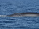 Imperia: riavvistata 'Propeller', la balenottera ferita da un’elica e stavolta è con un cucciolo (foto e video) Imperia: riavvistata 'Propeller', la balenottera ferita da un’elica e stavolta è con un cucciolo (foto e video)