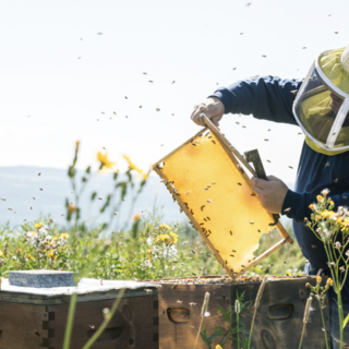 Primavera fredda, gravissimi danni per gli apicoltori della zona: “Produzione 2019 quasi azzerata”