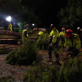 Dopo il forte vento di ieri lunga serie di interventi dei Vigili del Fuoco in tutta la provincia per alberi pericolanti