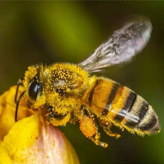 Coldiretti lancia l’allarme: “Il clima pazzo mette a rischio la produzione di miele”