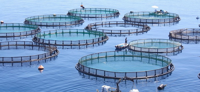 Imperia: allevamento ittico, interviene l'Assessore Gianmarco Oneglio "La pratica risale al 2008" Imperia: allevamento ittico, interviene l'Assessore Gianmarco Oneglio "La pratica risale al 2008"