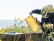 Primavera fredda, gravissimi danni per gli apicoltori della zona: “Produzione 2019 quasi azzerata”