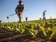 La convinzione di Marco Damele: &quot;L'agricoltura costituirebbe un serbatoio di lavoro per i giovani&quot;