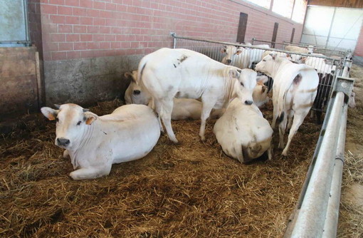 Regione Liguria, oltre 1,3 milioni di euro per il benessere animale nel 2026