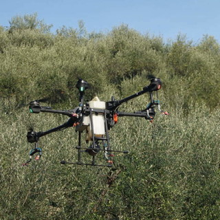 Via libera ai droni in agricoltura: nuove opportunità per gli oliveti liguri Via libera ai droni in agricoltura: nuove opportunità per gli oliveti liguri