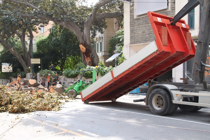 Sanremo: caduta dell'albero di magnolia in via Roma, emanata l'ordinanza di divieto del Sindaco