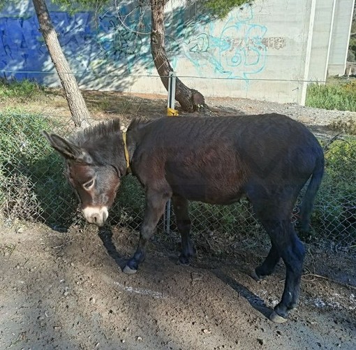 San Lorenzo al Mare: un asino trovato in via Pietrabruna, l'annuncio del comune per trovare il proprietario San Lorenzo al Mare: un asino trovato in via Pietrabruna, l'annuncio del comune per trovare il proprietario