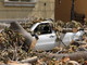 Sanremo: caduta della magnolia in via Roma, la strada non riaprirà prima di domattina. 3 mezzi distrutti (Foto e Video)