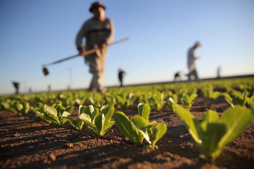 Avviso pubblico ISI Agricoltura: INAIL stanzia 700 mila euro per le imprese liguri