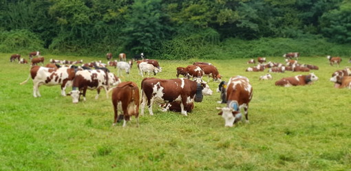 Siccità, Cia chiede lo stato di calamità naturale: via libera anche al tavolo regionale per sostenere gli allevatori