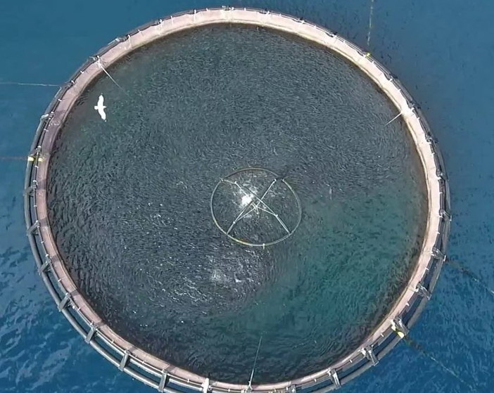 Imperia: itticoltura a largo della Galeazza, parla l'A.D. di Aqua "Certi della correttezza dell'iter, pronti a tutelare l'azienda"