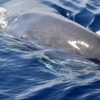 Santuario Pelagos: 16 capodogli avvistati e catalogati, nei giorni scorsi c'era anche 'Carli' (Foto e Video)