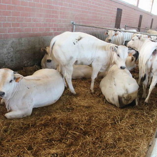 Regione Liguria, oltre 1,3 milioni di euro per il benessere animale nel 2026