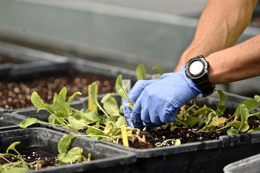 Imperia: domani all'Arci un incontro promosso da Aiab Liguria per gli operatori agricoli