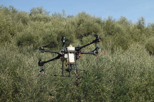 Via libera ai droni in agricoltura: nuove opportunità per gli oliveti liguri