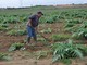 La  Fondazione della ‘Riviera dei Fiori Onlus’ acquista una tenuta agricola per dare lavoro