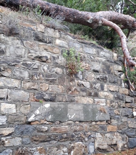 Costarainera: albero in bilico sull'Aurelia, rischio di caduta sulla strada e richiesta di intervento urgente (Foto)