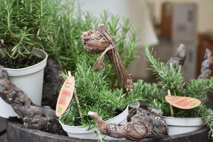 Diano Marina: 'Aromatica', gli show cooking, l'evento nell'evento. Il programma della manifestazione Diano Marina: 'Aromatica', gli show cooking, l'evento nell'evento. Il programma della manifestazione