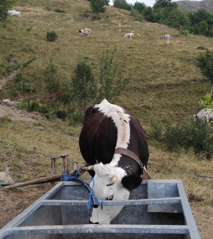 Siccità e crisi idrica in tutto il Nord: Coldiretti Liguria si avvia alla richiesta dello stato di calamità Siccità e crisi idrica in tutto il Nord: Coldiretti Liguria si avvia alla richiesta dello stato di calamità