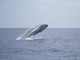 Imperia: balenottera compie una serie di evoluzioni di fronte ai gitanti sull'imbarcazione di Tethys (Foto e Video)