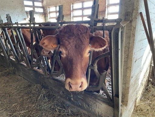 Dalla Regione in arrivo altri 195 mila euro di contributi per gli allevatori liguri Dalla Regione in arrivo altri 195 mila euro di contributi per gli allevatori liguri