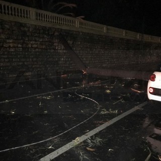 Ospedaletti: crolla un albero sull'Aurelia in corso Regina Margherita, strada bloccata (Foto)