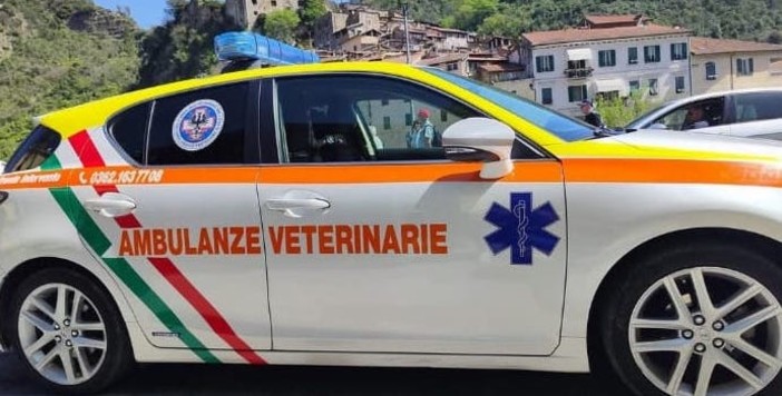 Diano Marina attiva il servizio gratuito di ambulanze veterinarie per gli animali da compagnia