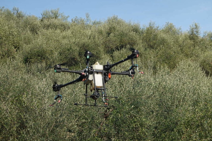 Via libera ai droni in agricoltura: nuove opportunità per gli oliveti liguri Via libera ai droni in agricoltura: nuove opportunità per gli oliveti liguri