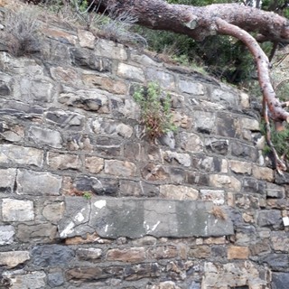Costarainera: albero in bilico sull'Aurelia, rischio di caduta sulla strada e richiesta di intervento urgente (Foto)