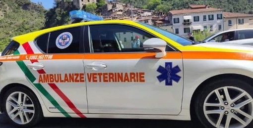 Diano Marina attiva il servizio gratuito di ambulanze veterinarie per gli animali da compagnia