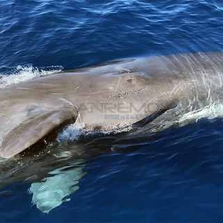 Le immagini dell'incontro