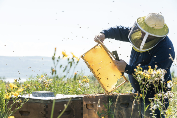 Regione: al via in Liguria sperimentazione di nuove tecniche per difendere le api e la biodiversità dalla vespa velutina